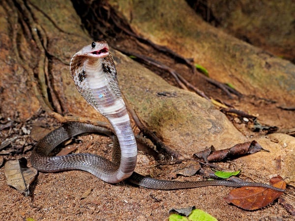 Mộng thấy rắn hổ mang cắn chính mình nhưng không chết