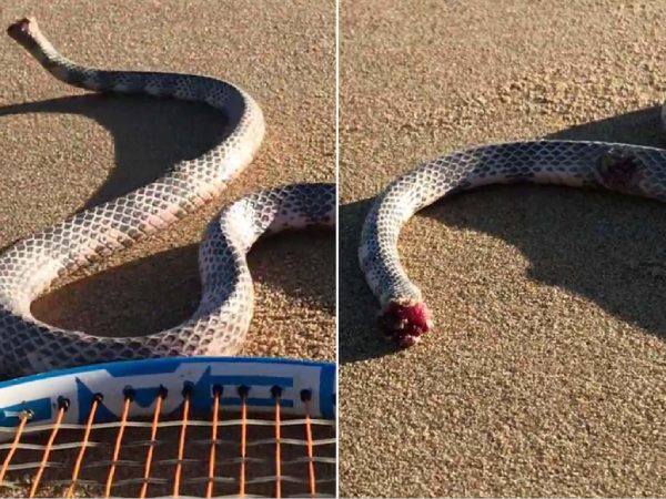 Nằm mơ thấy rắn không đầu là điềm gì? May mắn hay xui xẻo?