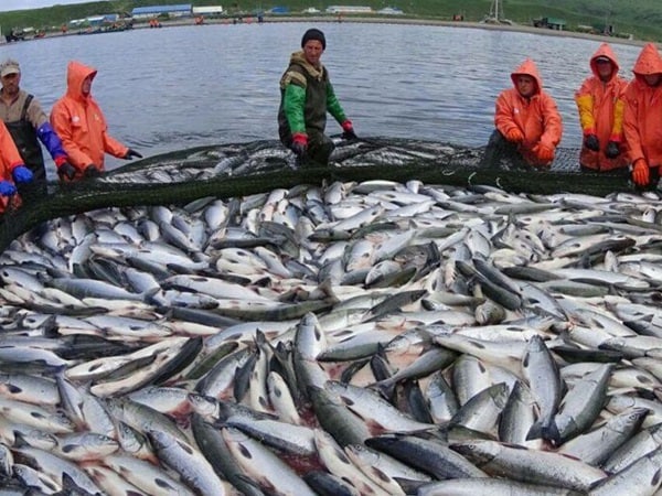 Chiêm bao thấy đi bắt cá chép