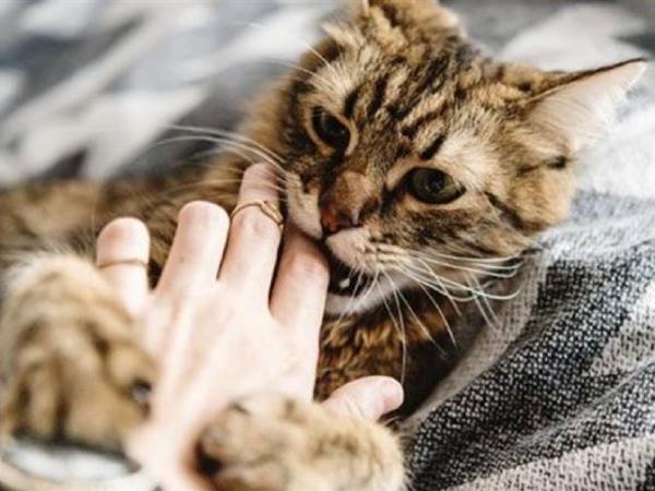 Cách hóa giải vận xui khi nằm mơ thấy giết mèo