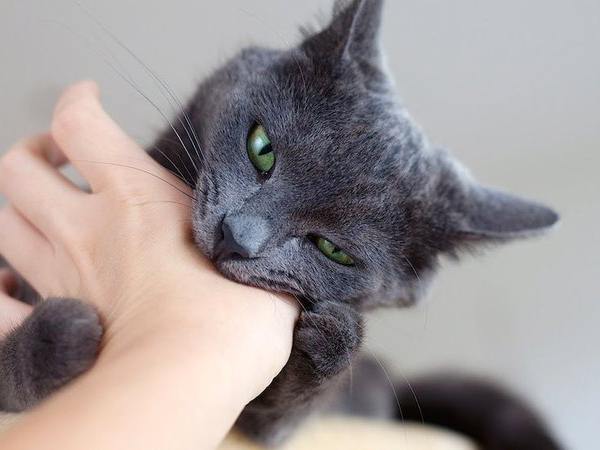 Nằm mơ thấy giết mèo là điềm báo phúc lộc hay hao của?