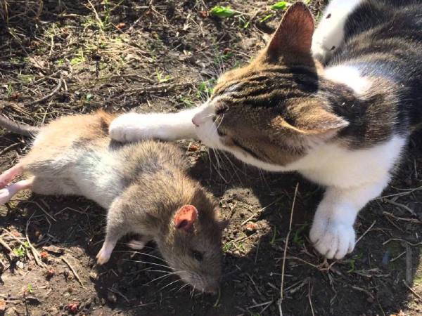 Nằm mơ thấy mèo bắt chuột có phải điềm báo phúc khí không?