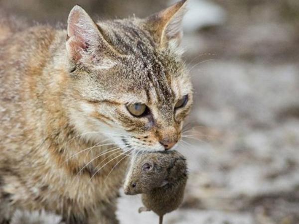 Nằm mơ thấy mèo bắt chuột có phải điềm cát lành?