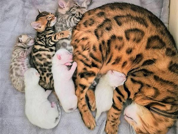 Mơ thấy mèo đẻ 2 con, mèo đẻ 5 con đánh con gì may mắn