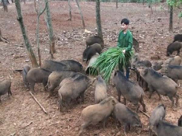 Ý nghĩa chung khi nằm mơ thấy đàn lợn