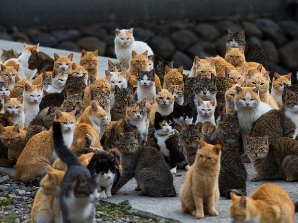 Giải mã chi tiết các giấc mơ thấy đàn mèo