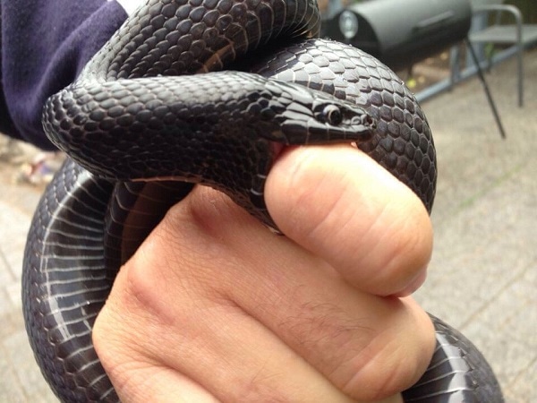 Nằm mơ thấy người thân bị rắn cắn là điềm gì, số nào may?