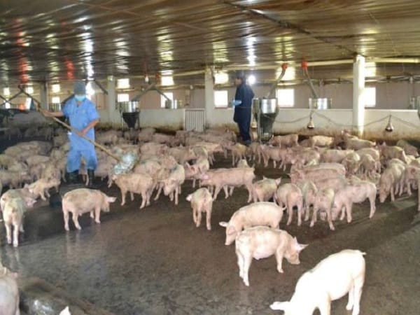 Nằm mơ thấy đàn lợn trong nhà