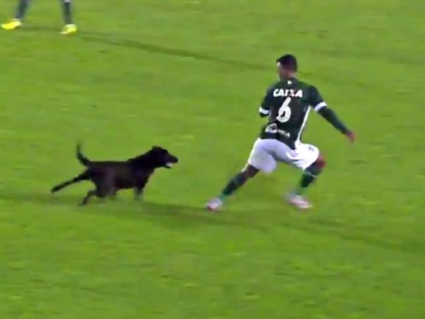 Nằm mơ thấy chó dí là điềm gì, con gì mang tài lộc?