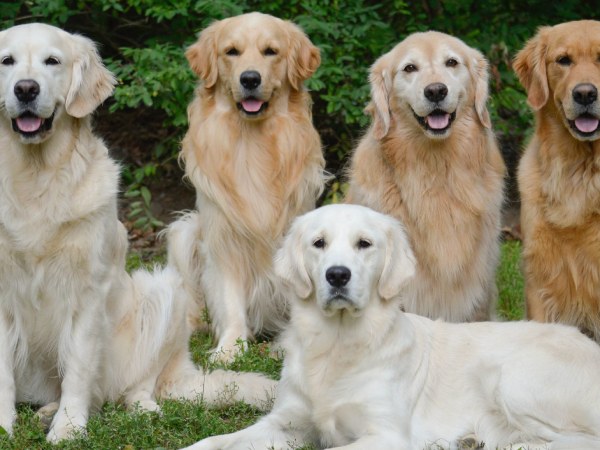 Nằm mơ thấy nhiều chó số mấy, con gì hên, là điềm gì?