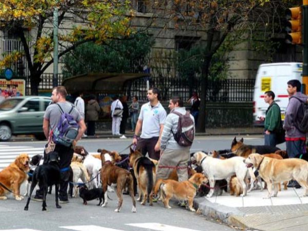 Nằm mơ thấy nhiều chó số mấy, con gì hên, là điềm gì?