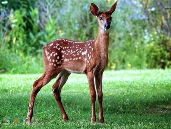 Con nai số mấy – Giải mã theo dân gian