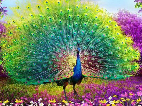 Con công là số mấy? Gợi ý con số chuẩn