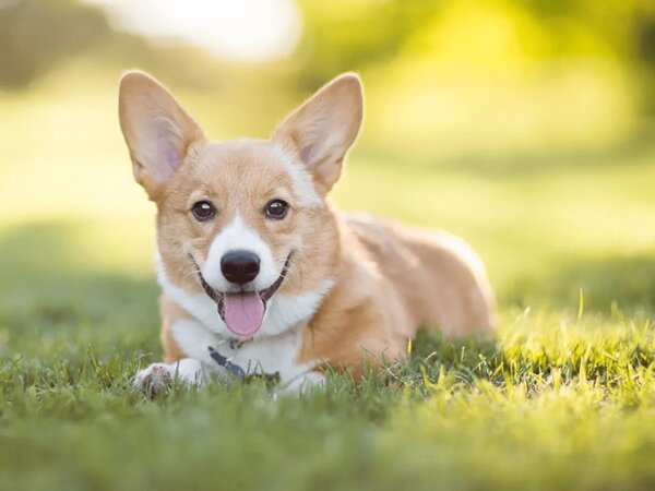 Nằm mơ thấy chó vào nhà là điềm gì? Có số may may mắn?