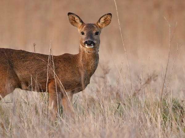 Giải mã giấc mơ thấy con nai