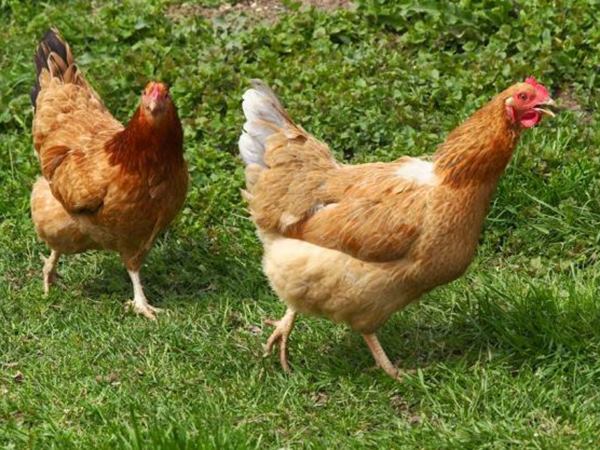 Cách chọn số gà mái chuẩn xác