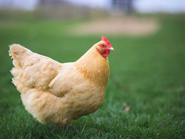 Tham khảo soi cầu GL ngày 3/4/2026 thứ 6 chính xác 100