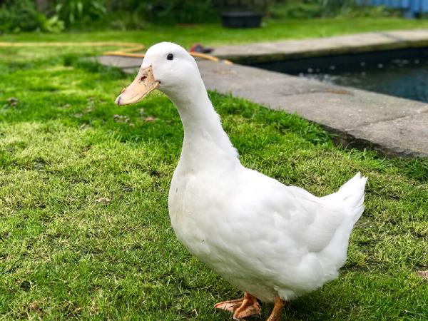 Con ngan số mấy, số bao nhiêu phát tài phát lộc?