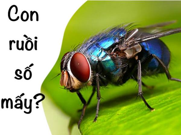 Con ruồi số mấy? Con ruồi là số mấy theo quan niệm dân gian
